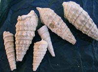 Fossili ritrovati vicino lo Agriturismo Villa Centopino